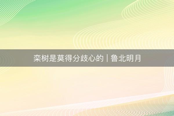 栾树是莫得分歧心的 | 鲁北明月